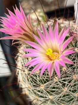 Mammillaria wrightii v. wilcoxii - L1079